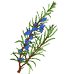 rosemary